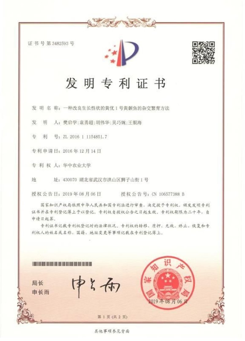 “黄优1号”黄骨鱼苗种产地直销黄颡鱼苗黄辣丁基地直供