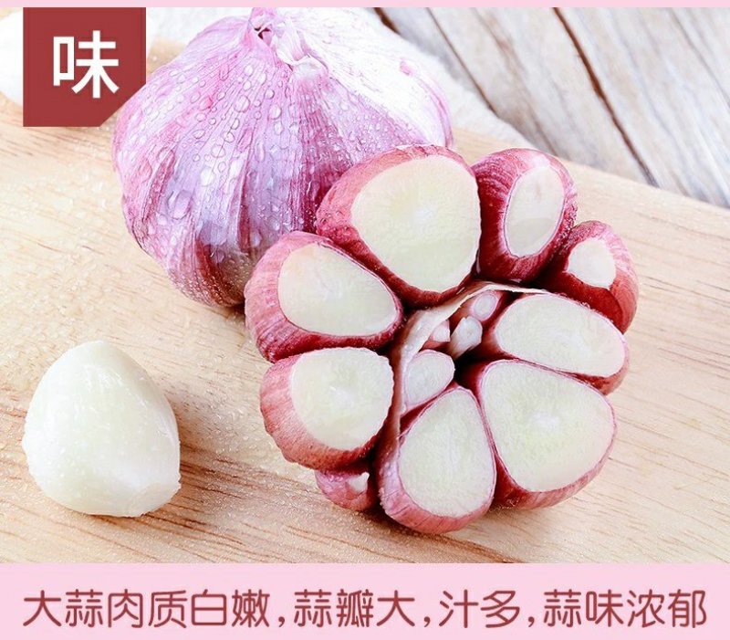 山东紫皮大蒜红皮红辦产地直发欢迎来电洽谈合作