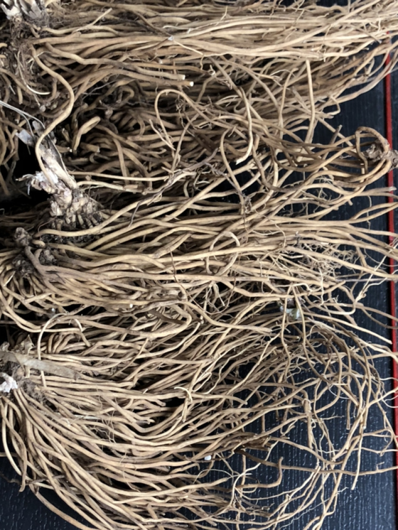 我们承德野生药的品种，欢迎咨询订购。