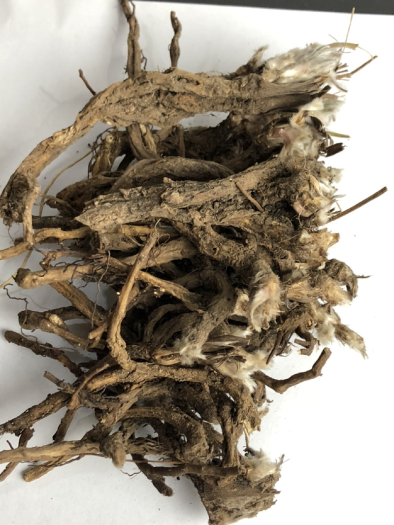 我们承德野生药的品种，欢迎咨询订购。