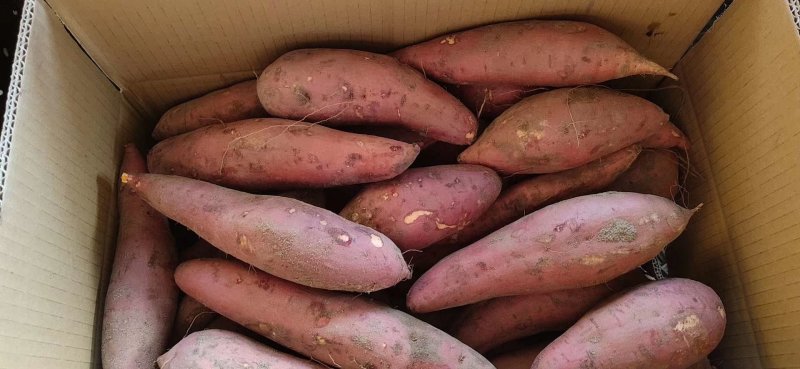 开封祥符龙薯9号八两以上红心产地一手货源代发全国