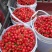 大樱桃成熟品种齐全欢迎全国各地客户前来收购
