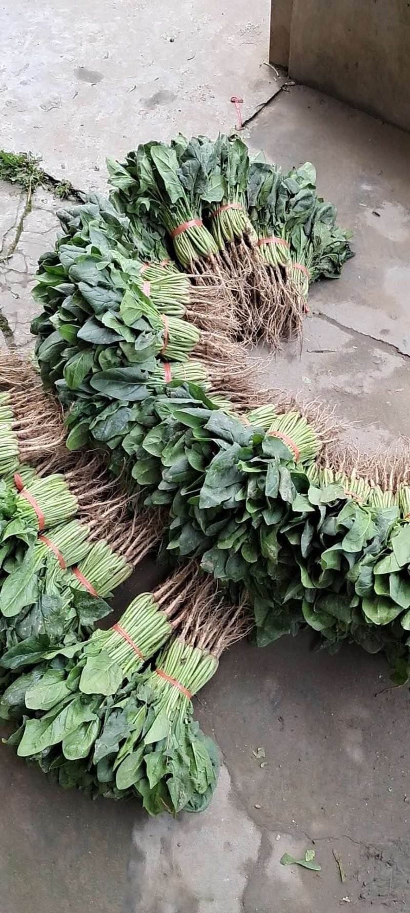 湖北菠菜正在上市，支持配菜，
