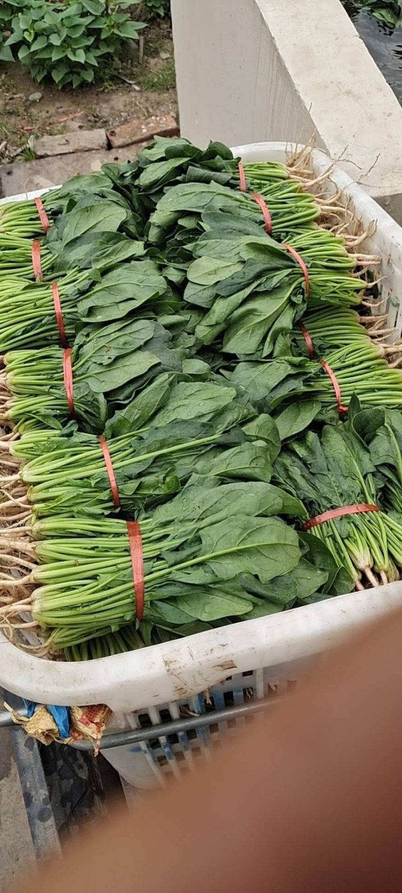 湖北菠菜正在上市，支持配菜，