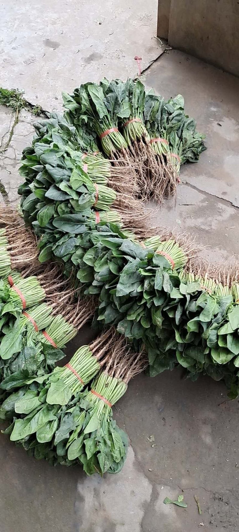湖北菠菜正在上市，支持配菜，