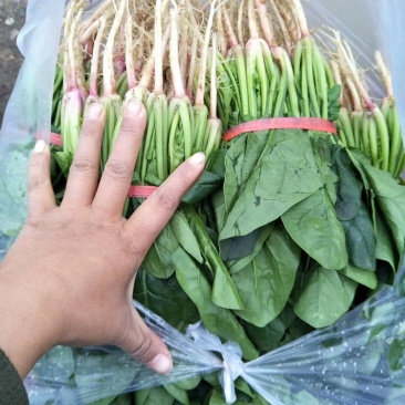 湖北菠菜正在上市，支持配菜，