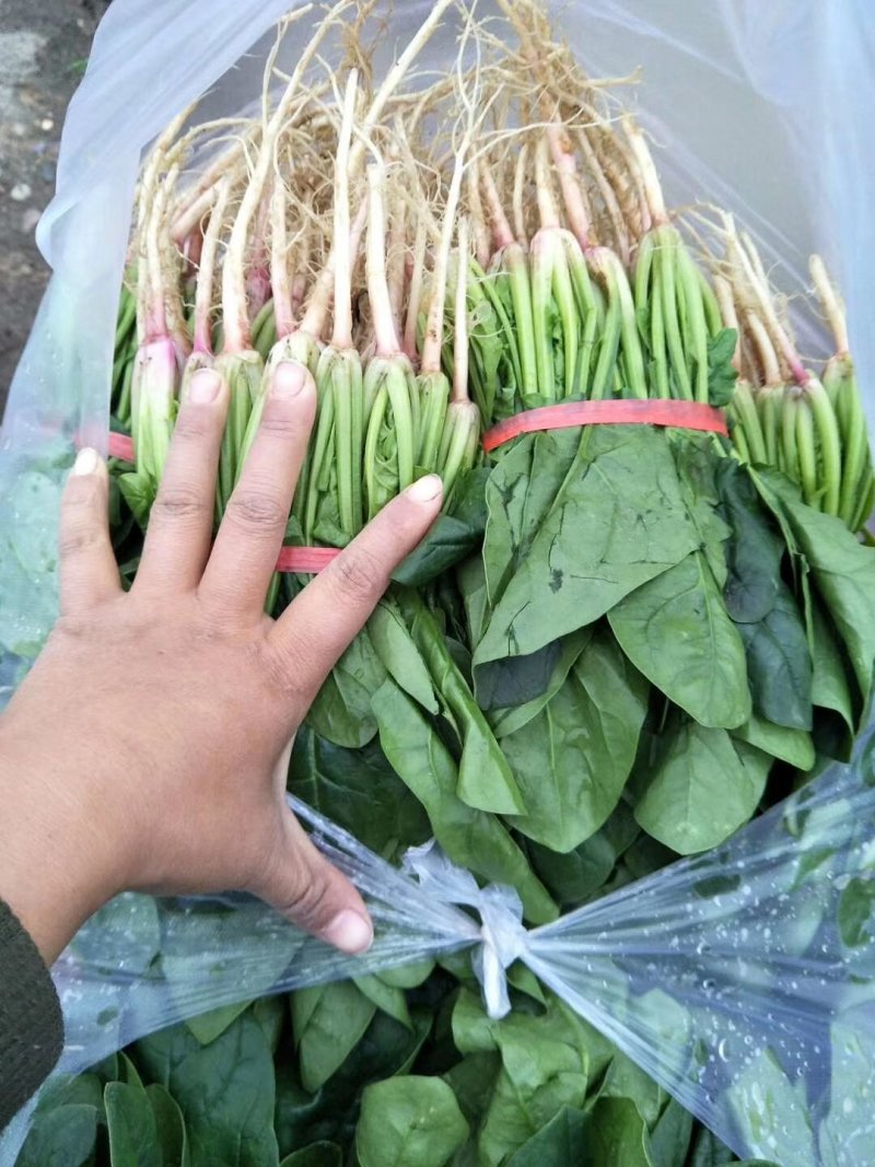 湖北菠菜正在上市，支持配菜，