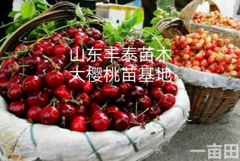 大樱桃产地，代收代办大樱桃，发全国水果市场