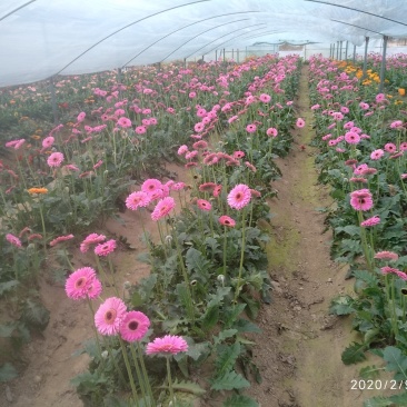 非洲菊
