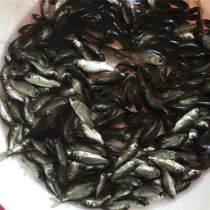 鲫鱼苗《中科三号鱼苗》提供专业技术指导，送货上门货到付款