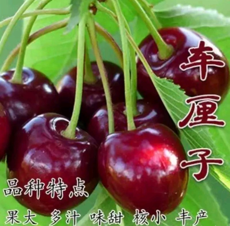 大樱桃，代收樱桃为全国各地客户，红灯黄蜜美早先锋大量批发