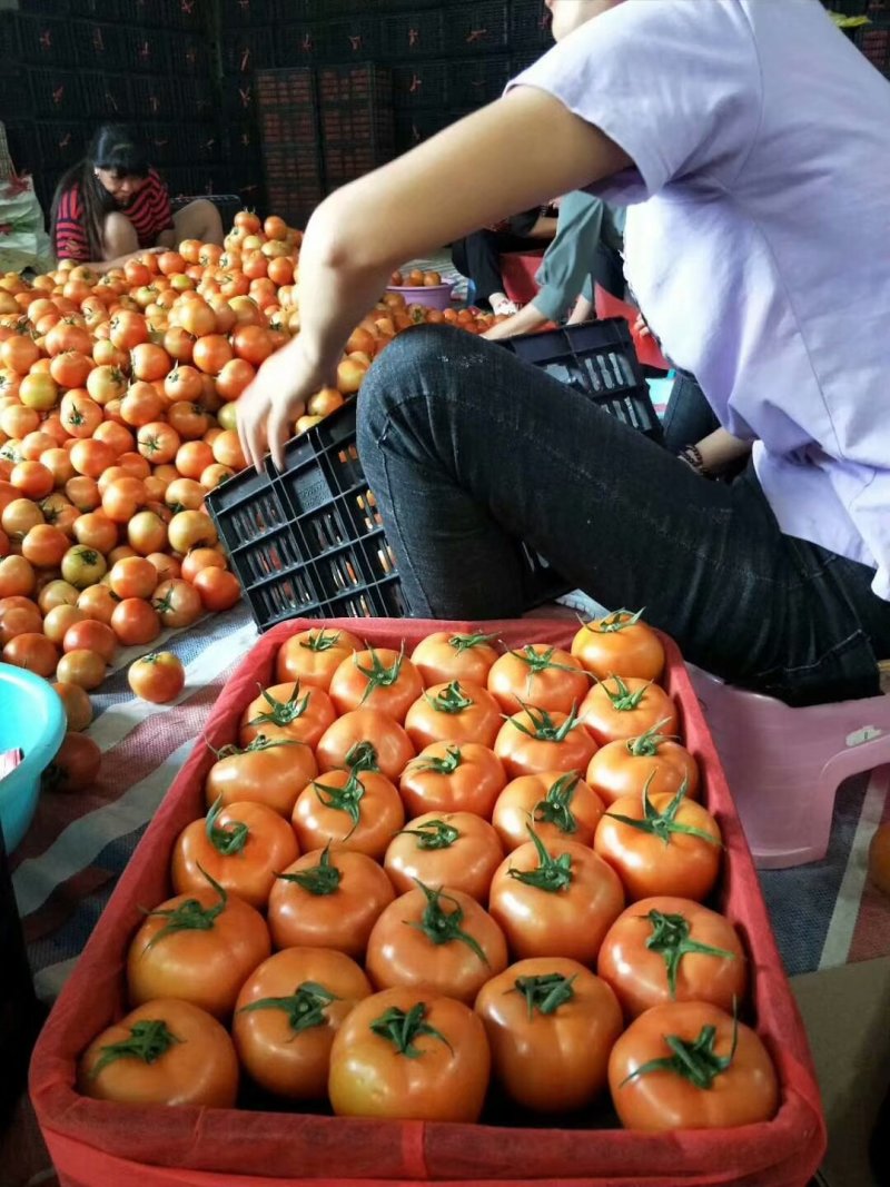 精品石头番茄大量上市，硬度好，欢迎新老客户前来合作。