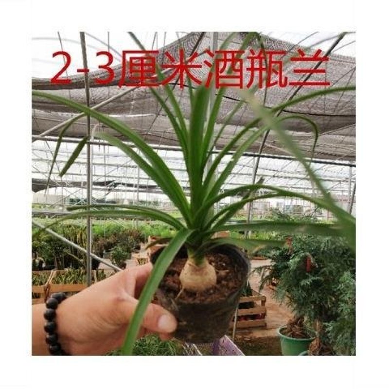 酒瓶兰小盆栽高室内常绿植物净化空气象腿树花卉盆栽