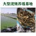台湾泥鳅苗活体养殖泥鳅苗放生宠物鱼鳄龟饲料小泥鳅苗包邮