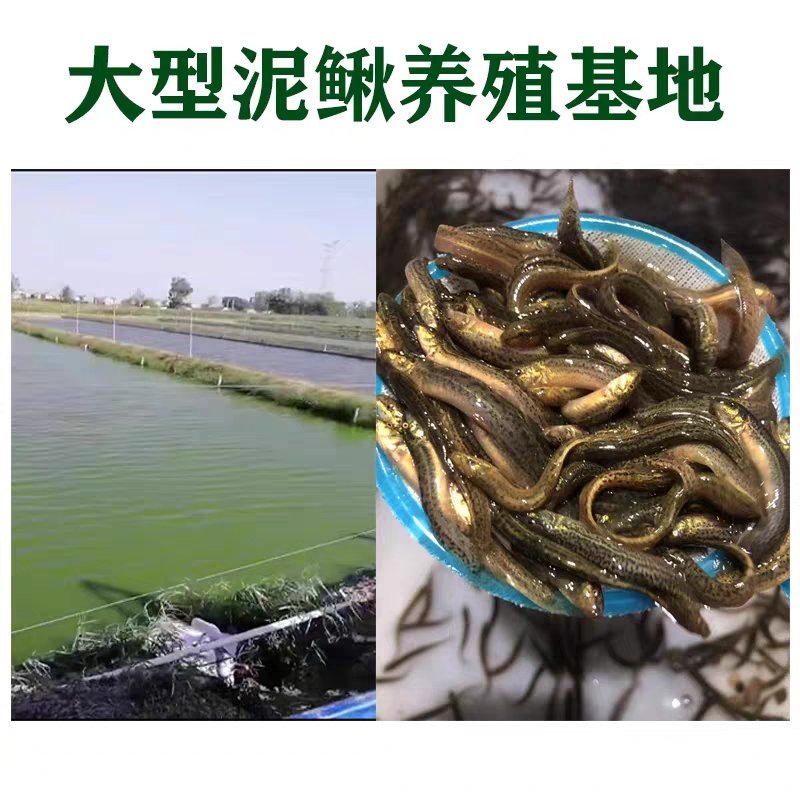 台湾泥鳅苗活体养殖泥鳅苗放生宠物鱼鳄龟饲料小泥鳅苗包邮