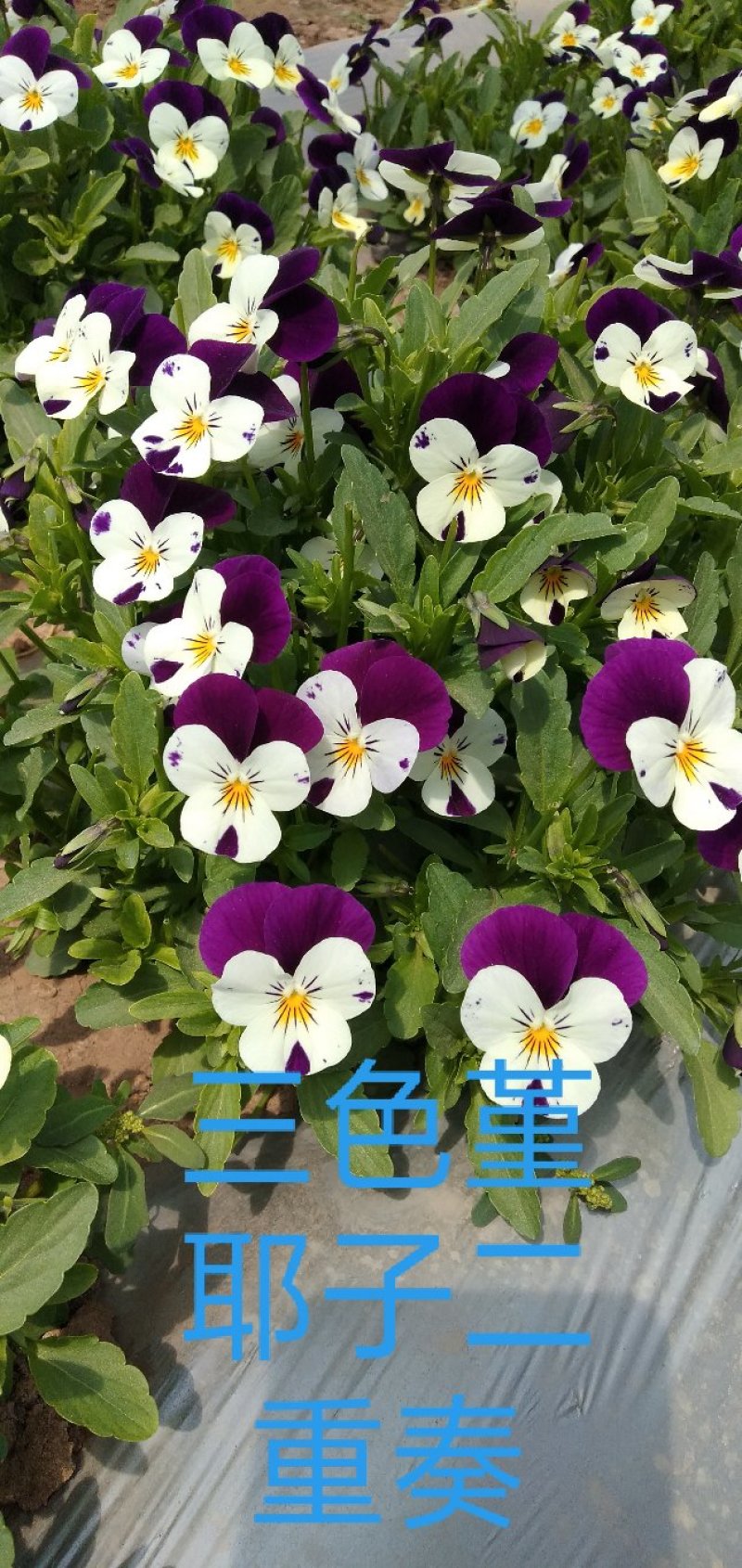 食用花草，酸膜叶，石竹花。各种芽苗菜。