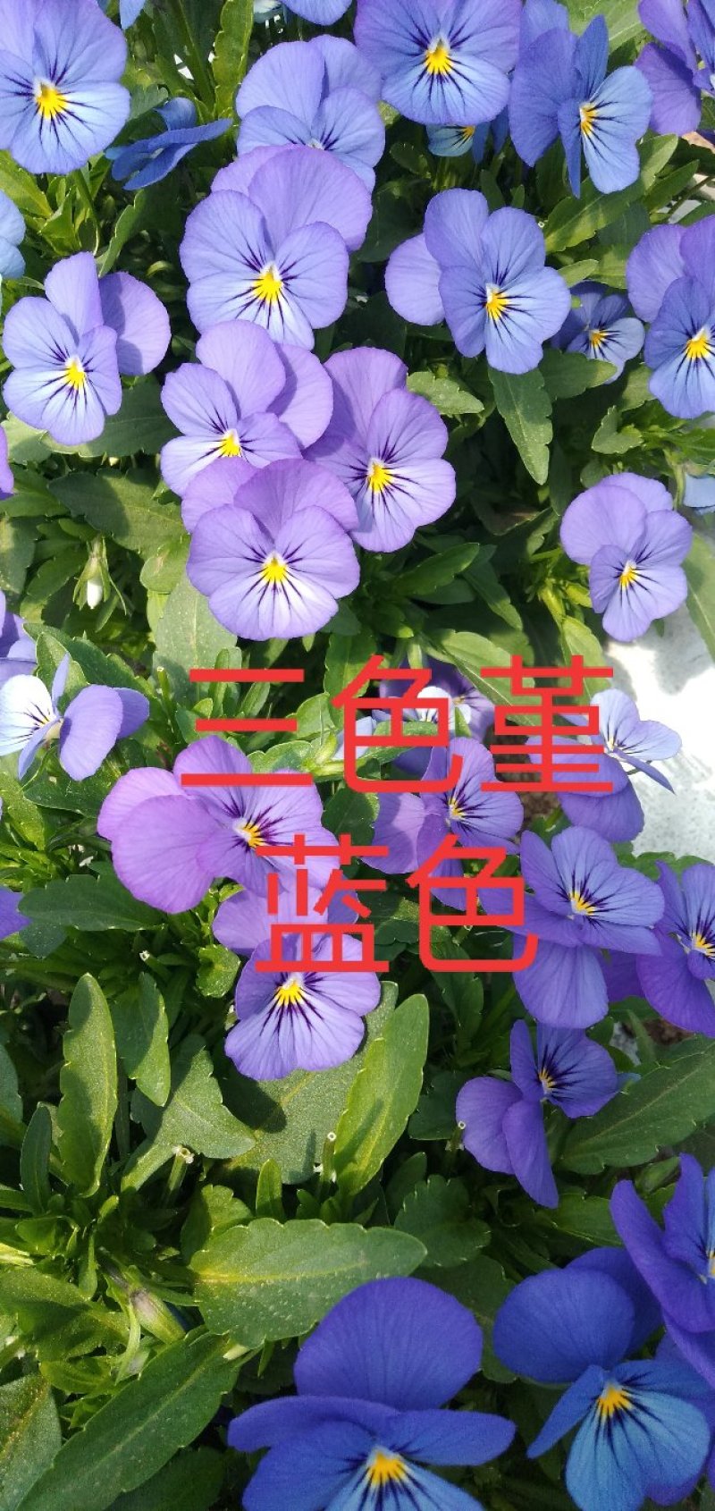 食用花草，酸膜叶，石竹花。各种芽苗菜。