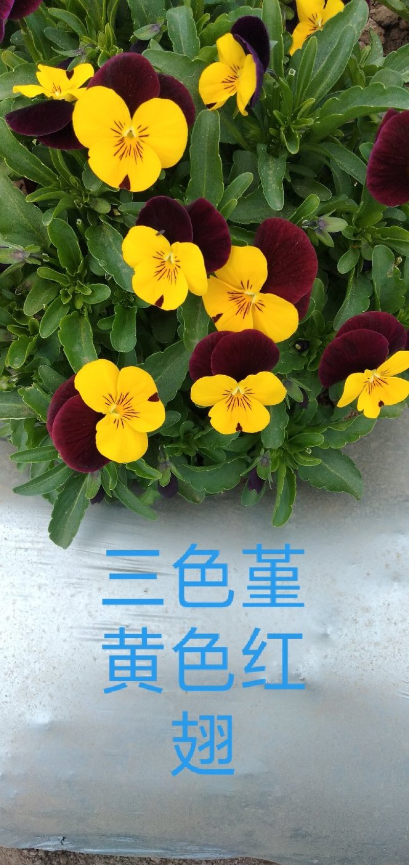 食用花草，酸膜叶，石竹花。各种芽苗菜。