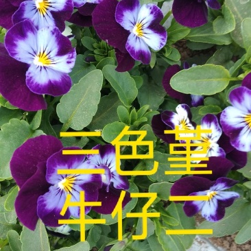 食用花草，酸膜叶，石竹花。各种芽苗菜。