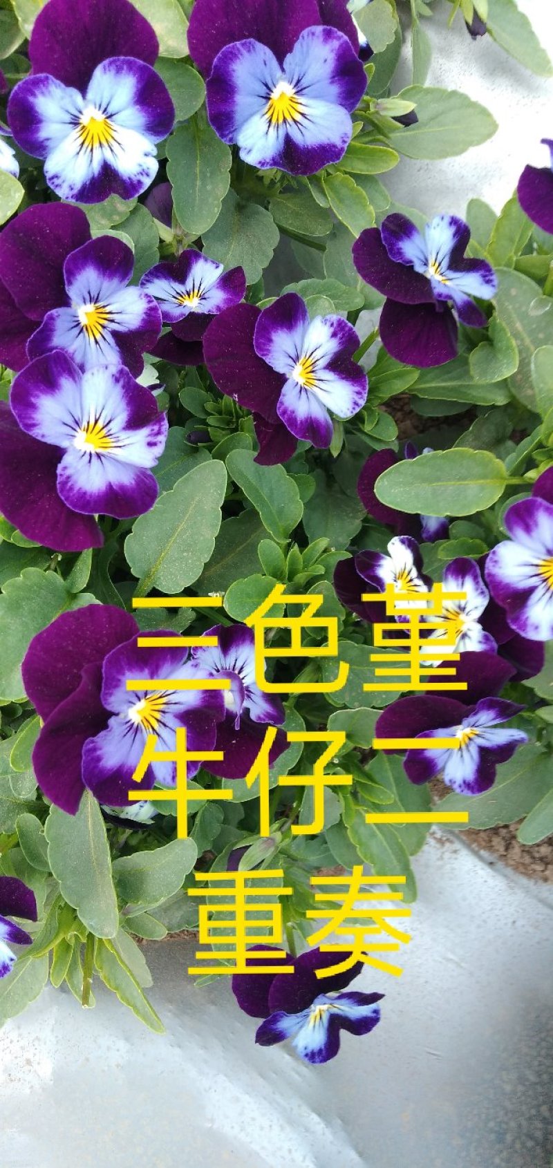 食用花草，酸膜叶，石竹花。各种芽苗菜。