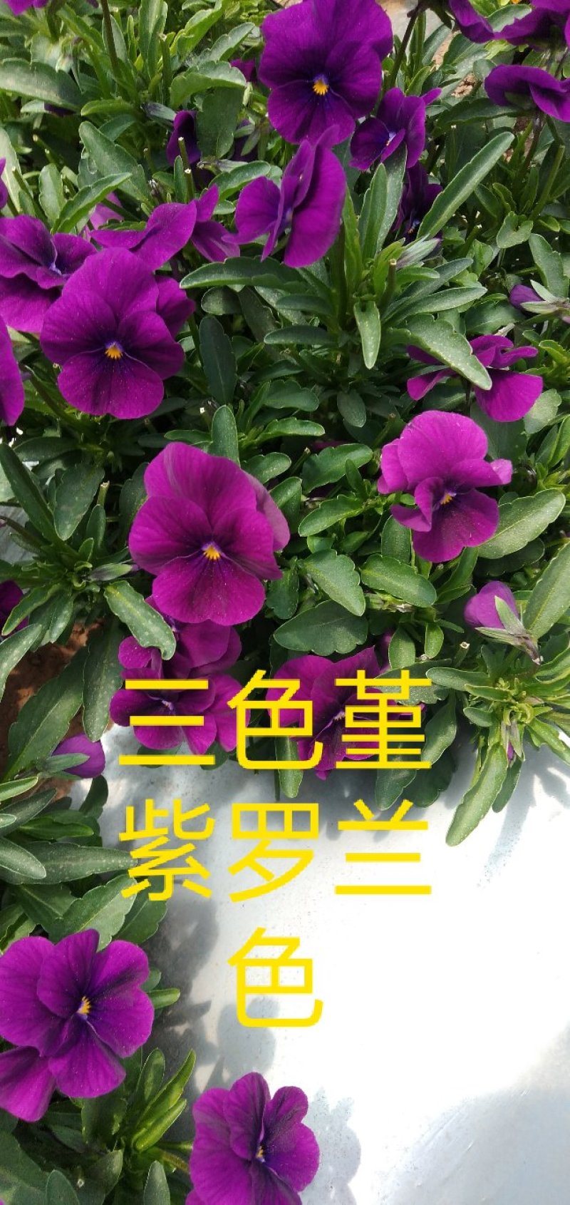 食用花草，酸膜叶，石竹花。各种芽苗菜。