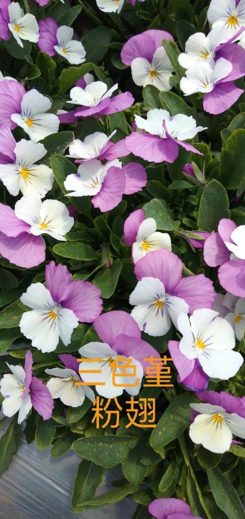 食用花草，酸膜叶，石竹花。各种芽苗菜。