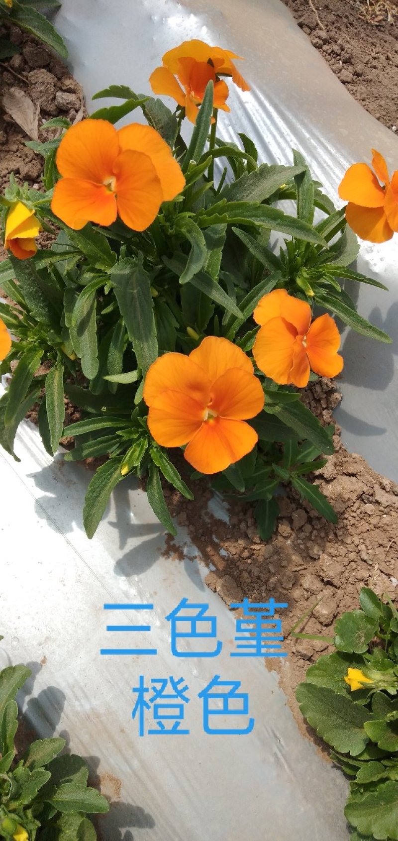 食用花草，酸膜叶，石竹花。各种芽苗菜。