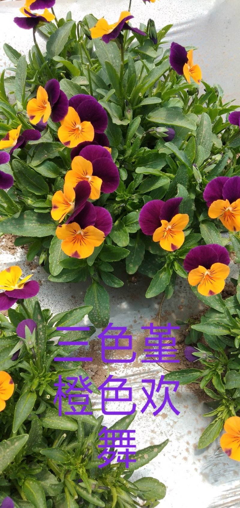 食用花草，酸膜叶，石竹花。各种芽苗菜。