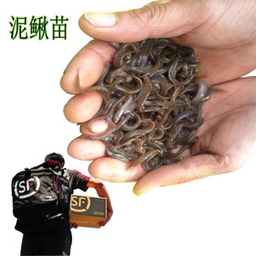 台湾泥鳅苗活体养殖泥鳅苗放生宠物鱼鳄龟饲料小泥鳅苗包邮