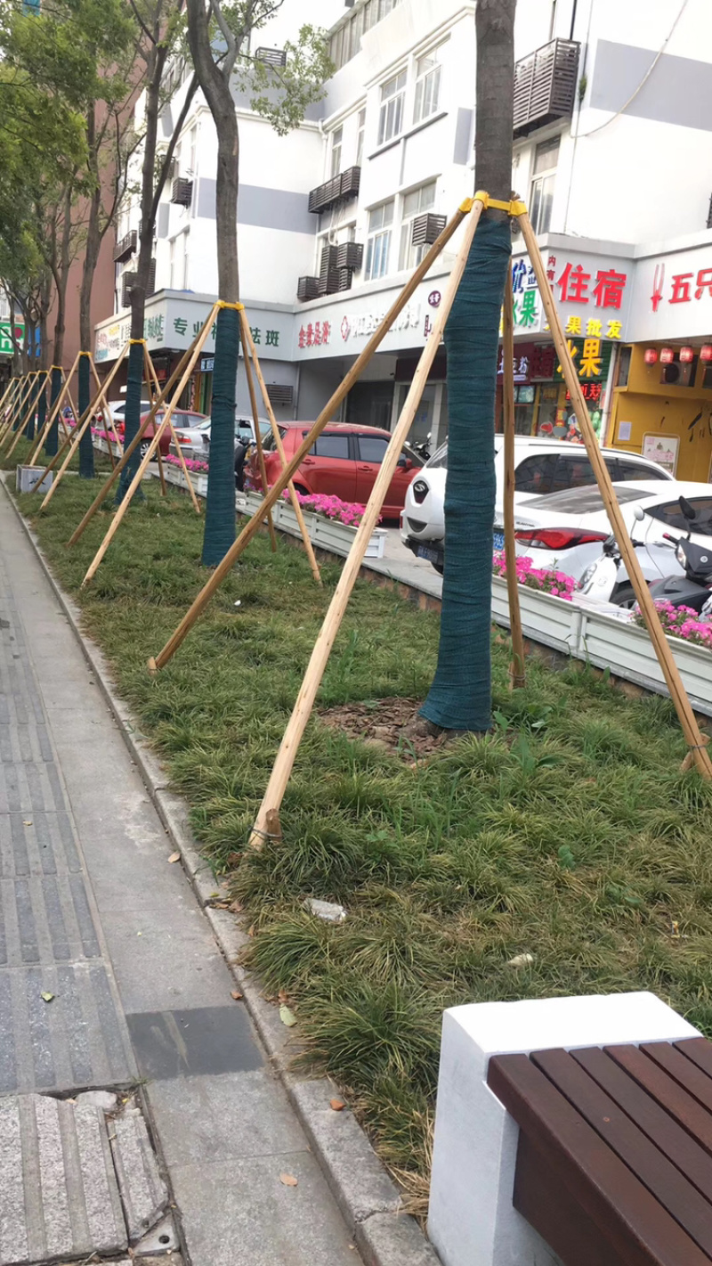 松木杆，杨木绿化支撑杆，苗木支撑杆