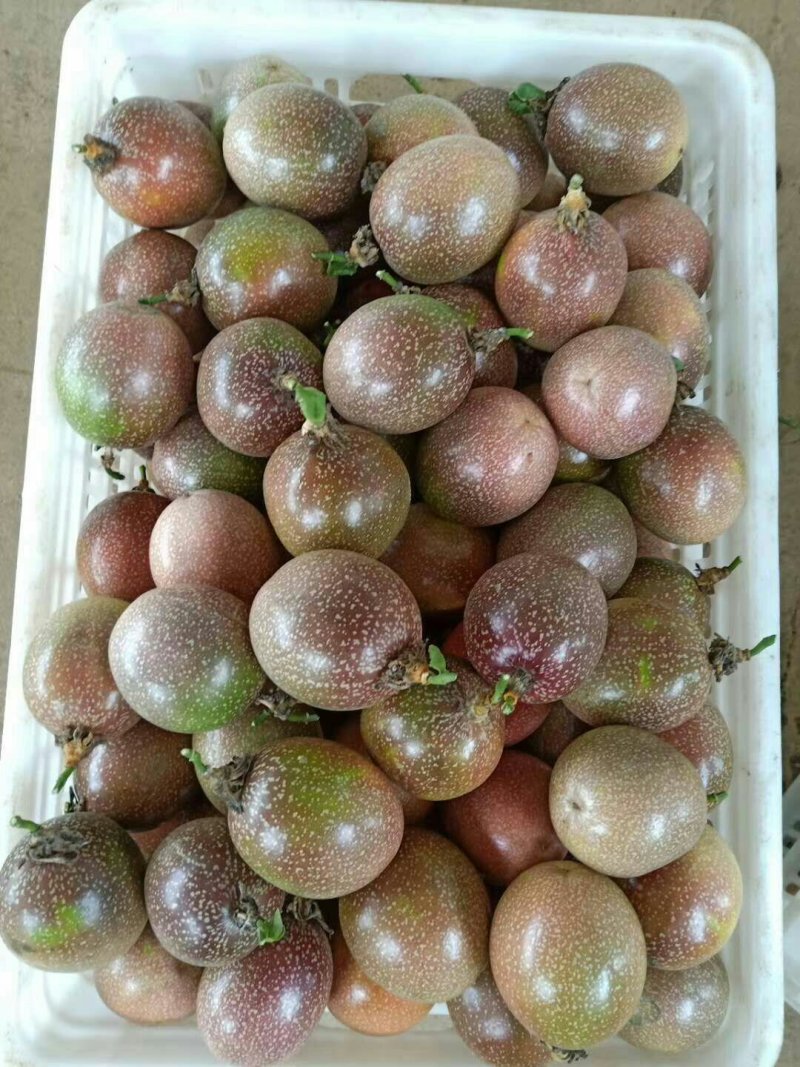 海南百香果