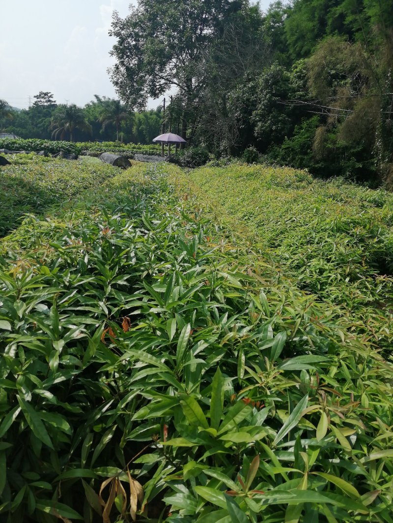 荷木，回树，木荷书防火线专用造林苗，优质带营养杯苗木