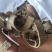 秦皮选新货颜色好关书药业批发中药材规格齐全质量好