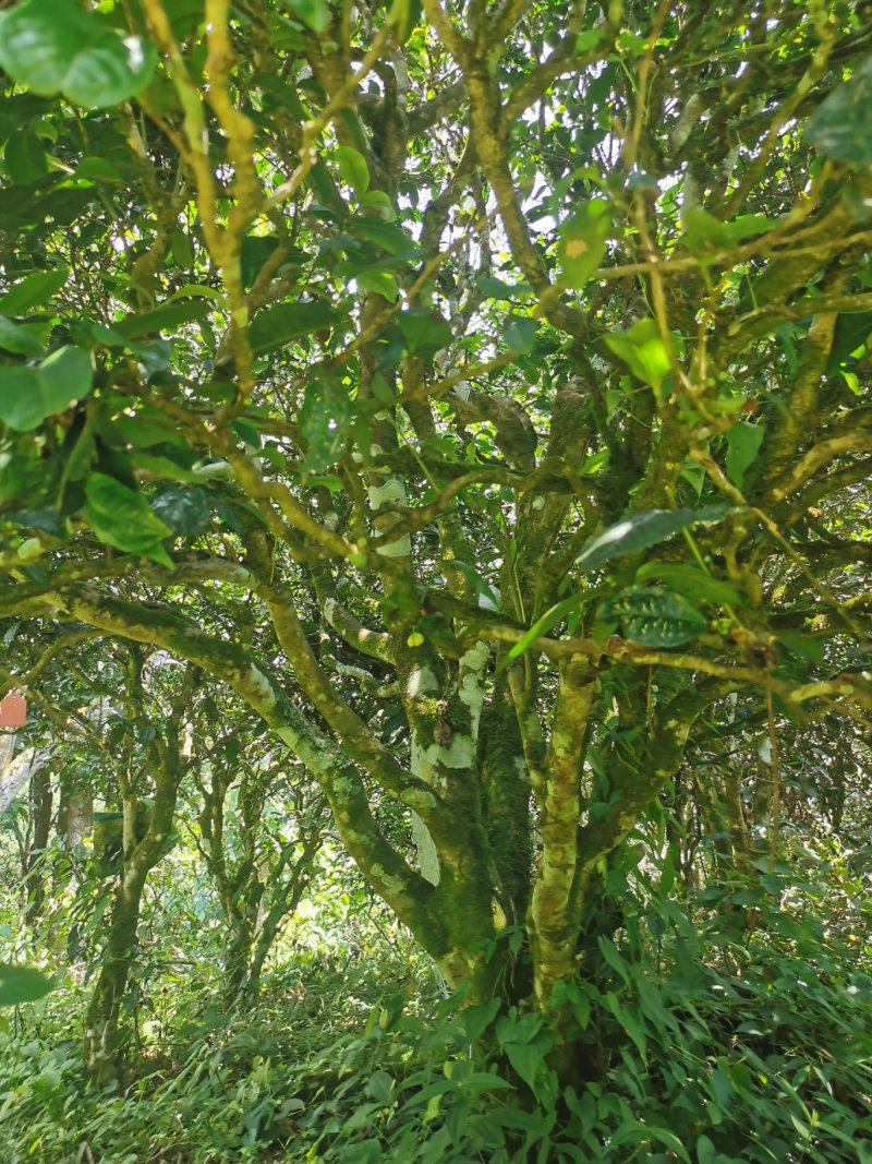 古树普洱茶制作白茶来自大山里的味道