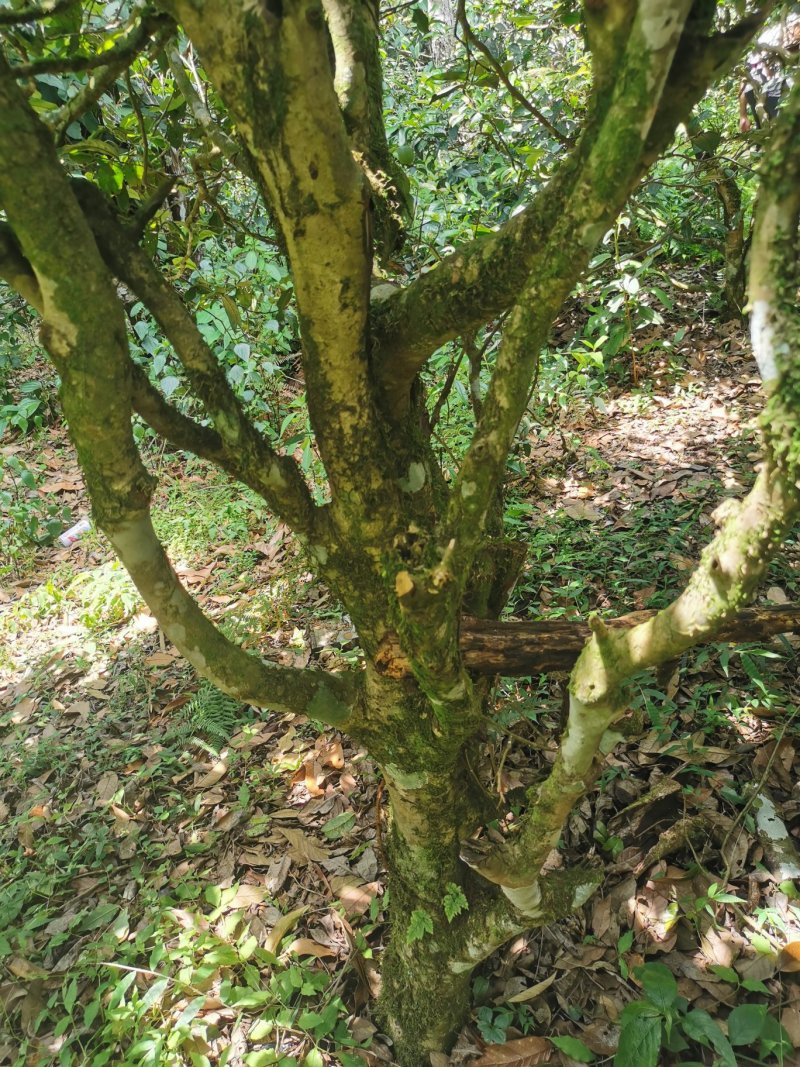古树普洱茶制作白茶来自大山里的味道