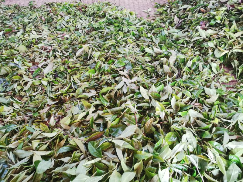 古树普洱茶制作白茶来自大山里的味道