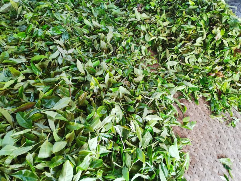 古树普洱茶制作白茶来自大山里的味道