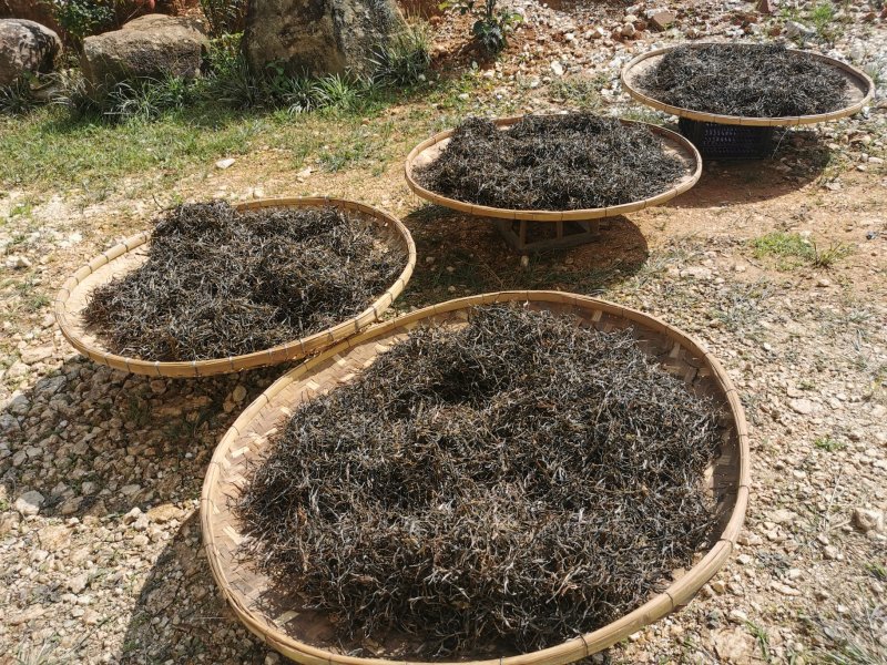 古树普洱茶制作白茶来自大山里的味道