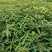 自家种植基地，量大从优，木荷荷树，带营养杯优质苗木