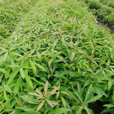 自家种植基地，量大从优，木荷荷树，带营养杯优质苗木