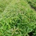 自家种植基地，量大从优，木荷荷树，带营养杯优质苗木