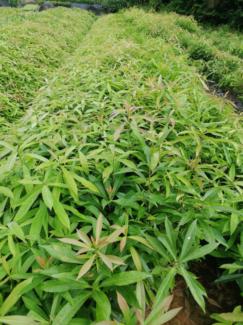 自家种植基地，量大从优，木荷荷树，带营养杯优质苗木