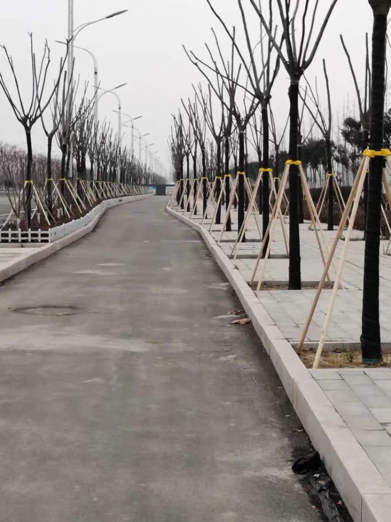 大树固定器绿化支撑杆树木固定器苗木支撑杆