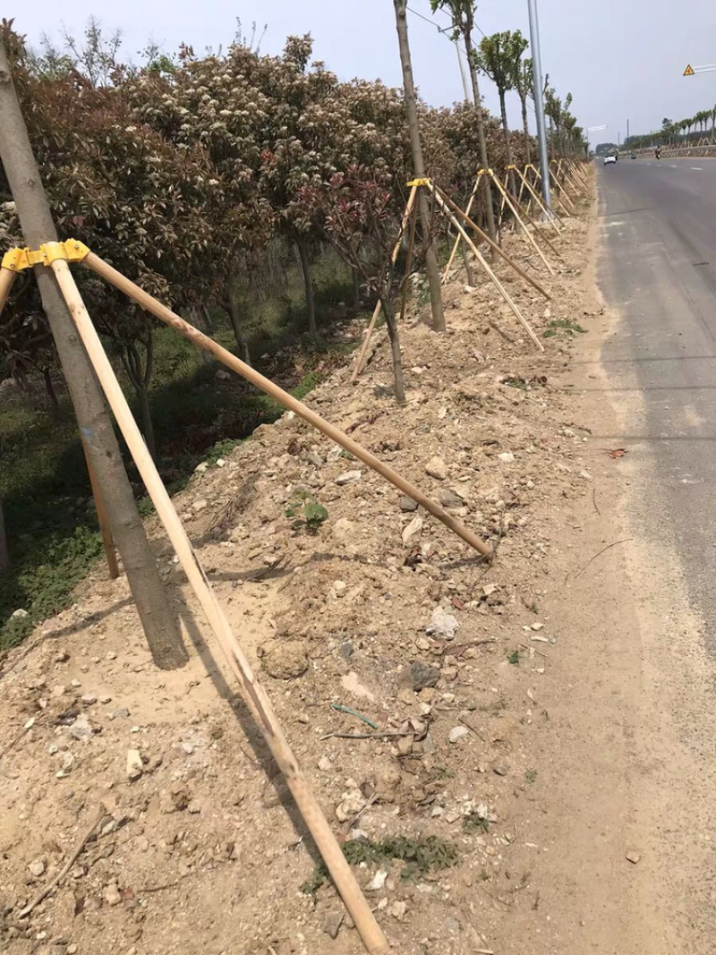大树固定器绿化支撑杆树木固定器苗木支撑杆
