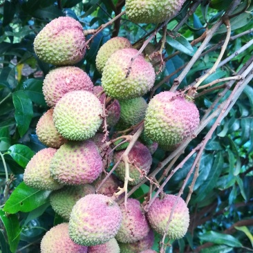 荔枝