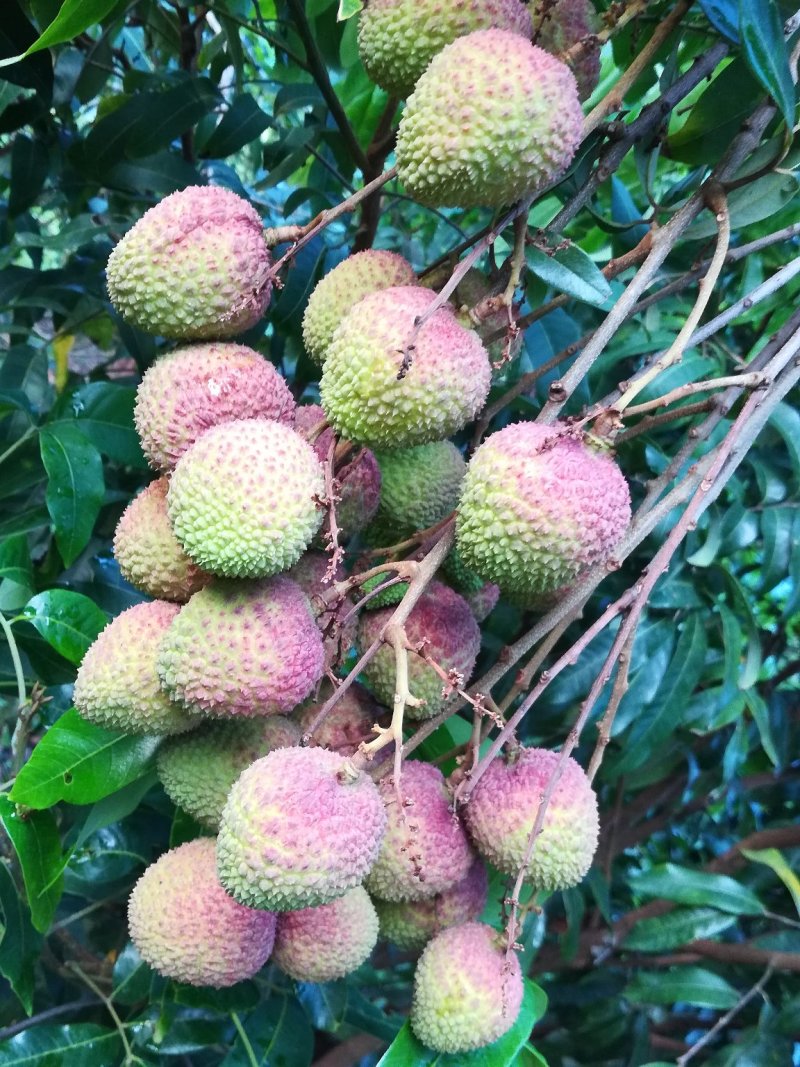 荔枝