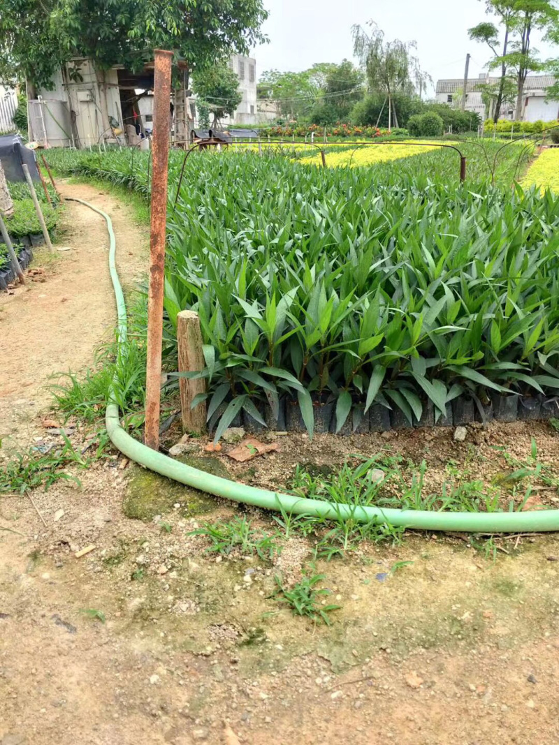 大量出售3斤袋、7斤袋翠芦莉，货源充足，价格美丽