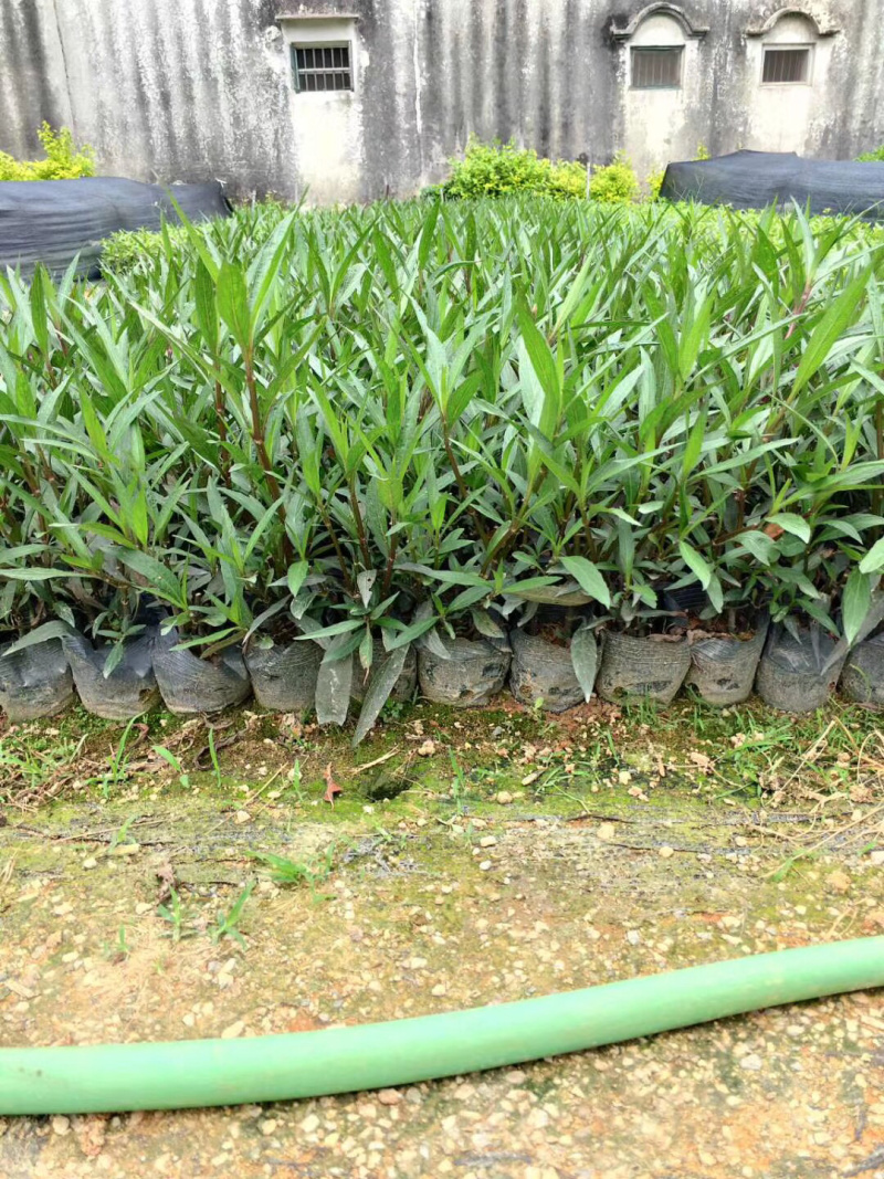 大量出售3斤袋、7斤袋翠芦莉，货源充足，价格美丽