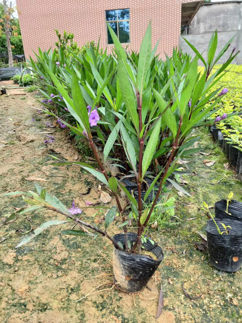 大量出售3斤袋、7斤袋翠芦莉，货源充足，价格美丽