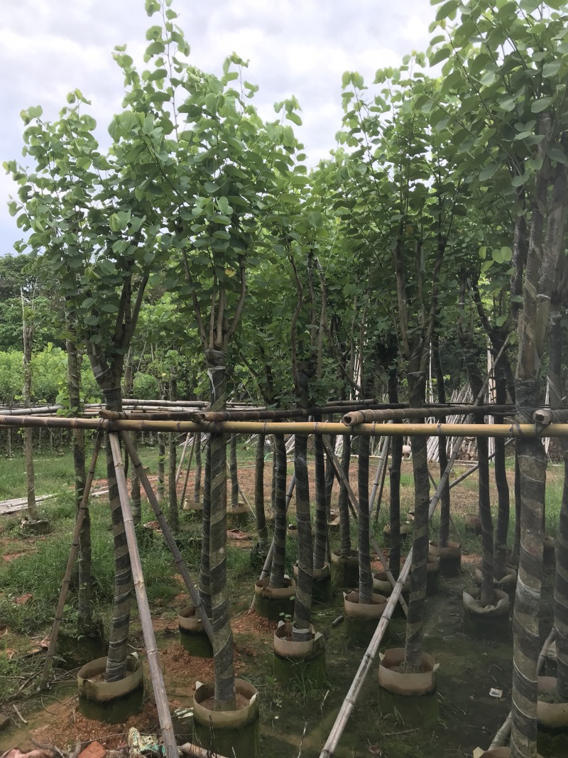 大量现货宫粉紫荆出售，各种规格胸径5-30公分